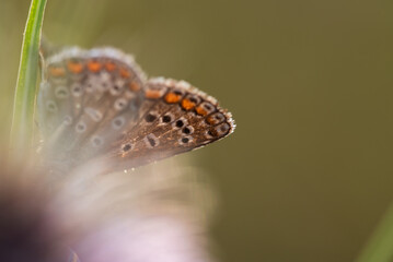 Motyl na łące o poranku na łące © Elżbieta Kaps