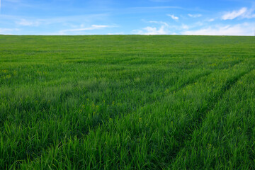 Fototapeta premium Summer landscape with green field,
