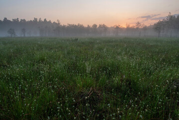 Mglisty świt na torfowisku  © Elżbieta Kaps