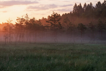 Mglisty świt na torfowisku  © Elżbieta Kaps