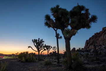 Obraz premium Very late sunset almost night in Joshua tree national park with Joshua tree silhouette 
