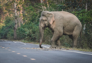 Obraz premium the elephant going out the forest into the road with dramatic tone