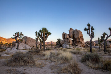 Very late sunset almost night in joshua tree national park