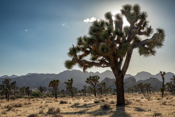 Sun peeking through a Joshua Tree in Joshua Tree National Park in California, USA