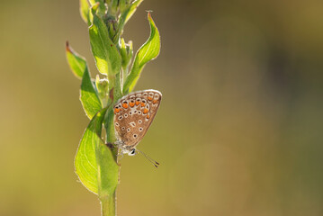 Motyl na łące. © Elżbieta Kaps