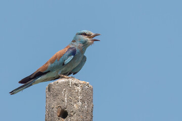 European roller perched on a concrete pole with open beak
