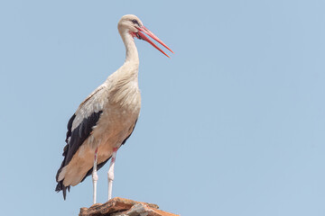 White stork perched on a tile on the roof of a house