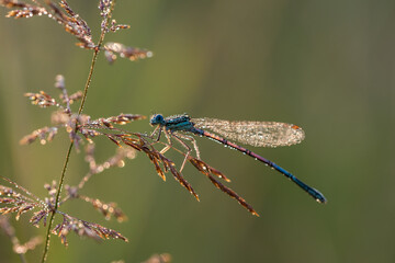 Ważka w rosie na łące o poranku.  © Elżbieta Kaps
