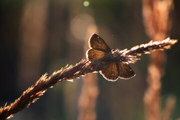 Motyl na łące o poranku na łące © Elżbieta Kaps