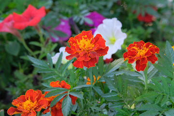 Marigold is growing in park. Gardening. Natural blooming background. Marigolds are used in all types of flowers.