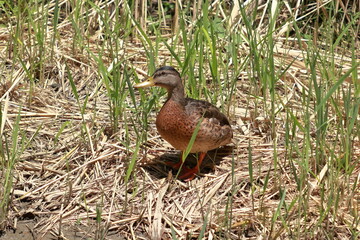 Sunlit Stroll by the Manzanares