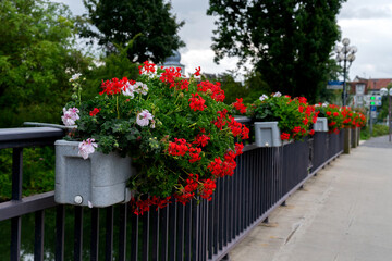 Flower pots with red geraniums on the guardrail of an iron bridge over river, in a city park, summer season, daytime.