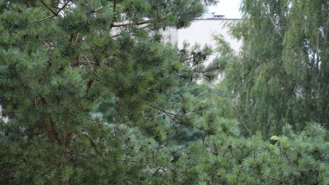 RAIN - Pine trees, wet weather and thunderstorm sound in the beackground
