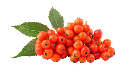 Close Up of Ripe Orange Rowan Berries With Green Leaves