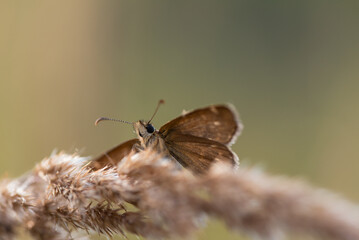 Motyl na łące o poranku na łące © Elżbieta Kaps
