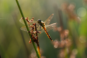 Ważka w rosie na łące o poranku 