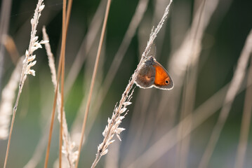 Motyl na łące o poranku na łące © Elżbieta Kaps