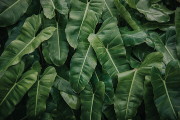 Green background of Philodendron leaf arrangement. Philodendron is a plant that is often found in...
