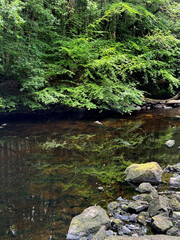 Avanmore river In Avondal Forest park, Wicklow, Ireland