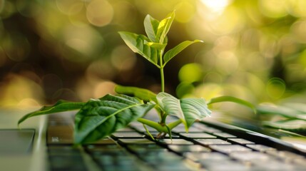Fototapeta premium Green information technology. Environmentally Sustainable IT. Copy space. Green plant growing on laptop computer keyboard with green background. Sustainable development goals (SDGs) concept