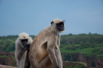 The northern plains gray langur (Semnopithecus entellus), also known as the sacred langur, Bengal...
