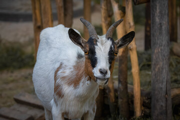 Close-up of an adult Cameron goat looks right toward the camera lens on a sunny summer day.	