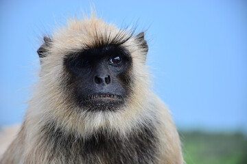 The northern plains gray langur (Semnopithecus entellus), also known as the sacred langur, Bengal...