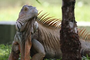 Iguana Costa Rica 