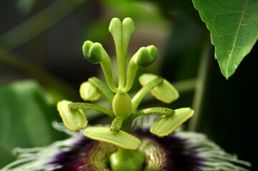 Pollen and pistil of passion fruit selective focus