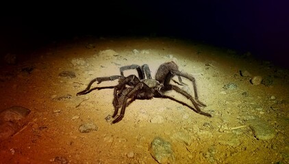 spider on dirt at night