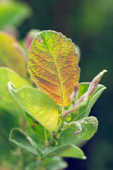 A willow with colorful leaves