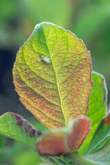 A willow with colorful leaves