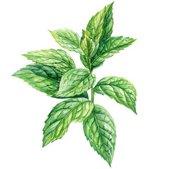 Mint hand drawn fresh leaves set isolated background, botanical illustration watercolor painting. Bright peppermint leaf © Hanna