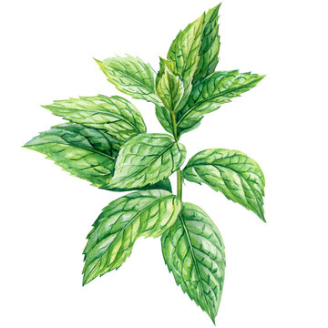 Mint hand drawn fresh leaves set isolated background, botanical illustration watercolor painting. Bright peppermint leaf