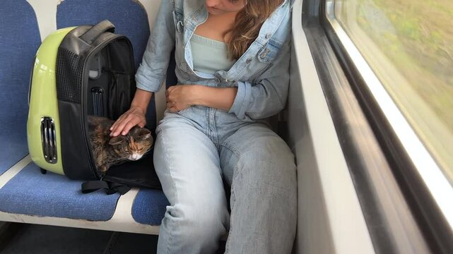 Domestic cat traveling on train for first time, nervous and stressed sitting in an open backpack carrier. Female owner calms and supports cat by stroking its snout face. Travelling and moving with pet