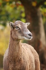 Heads portrait of a mouflon in the wild