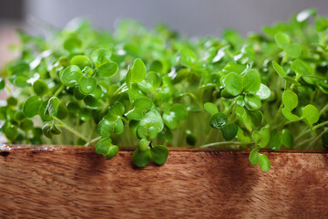 Naklejka premium Healthy mustard microgreens in a rustic wooden box, a nutritious addition to any vegetarian diet.
