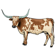 longhorn cattle on a separate white background