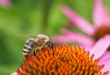  Biene sammelt Pollen auf roten Sonnenhut