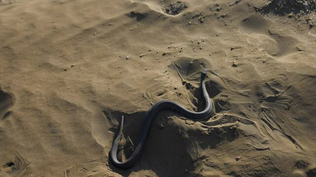 Brown snake crawling on the sand, close-up