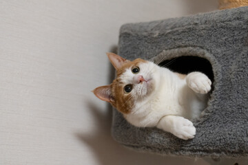 キャットタワーの中の猫　茶トラ白