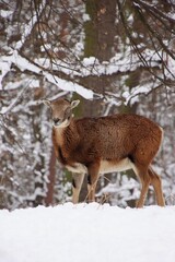 portrait of a mouflon in the snowy forest