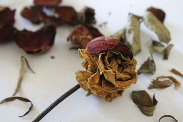 Dry flowers with a white background