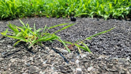 雑草・芽／weed・bud・sprout／잡초・싹