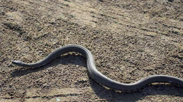 Brown snake crawling on the sand, close-up