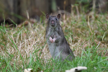 junge Ratte im Garten sucht Futter