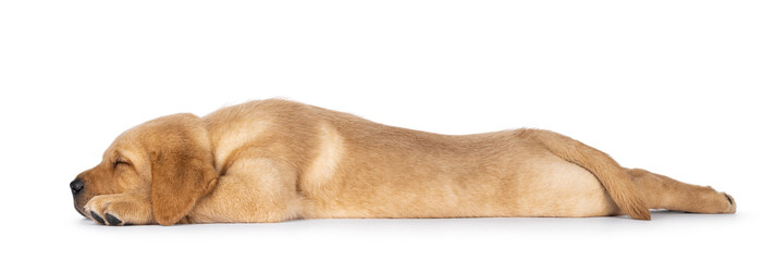 Cute 7 weeks old Labrador dog puppy, laying down side ways asleep. Super tired an totally stretched. Isolated on a white background.