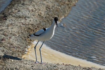 Avocette élégante, Recurvirostra avosetta, Pied Avocet