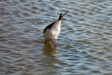 Echasse blanche,  Himantopus himantopus, Black winged Stilt
