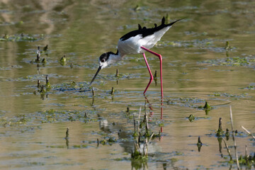 Echasse blanche,  Himantopus himantopus, Black winged Stilt